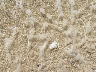 海水の中の貝殻