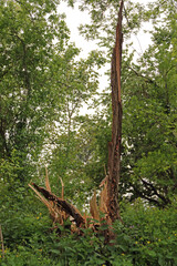 Windbruch