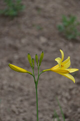 Gelbe Iris