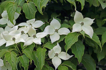 Asiatischer Hartriegel