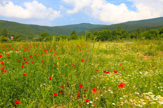 Lake Eber, situated between Cay and Bolvadin districts of Afyon, is the 12th biggest lake of Turkey