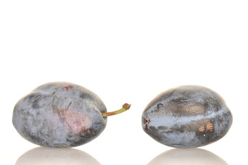 Several ripe organic Damson plums, close-up, isolated on white.