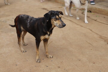 thai dog , old dog