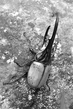 458 件の最適な ヘラクレスオオカブト 画像 ストック写真 ベクター Adobe Stock