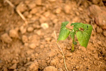 Plant growing out from fertile land. Growing young green seedling sprout in cultivated agricultural farm field.