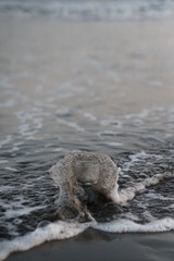 cambutal, panama, sea, ocean, life, water, dream