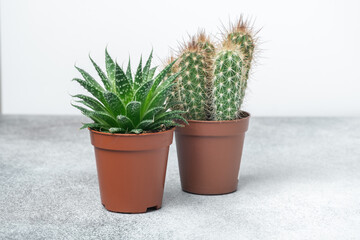 Haworthia and cactus in different pots on stone table indoor. Plant transplantation. Concept of indoor garden home