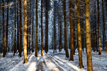 Obraz premium beautiful winter landscape snow covered pine forest