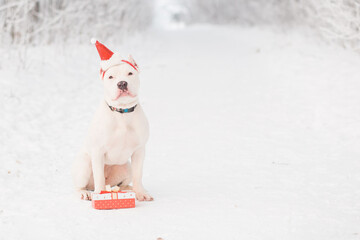 American bulldog in Santa hat with gift in winter forest. Crazy Christmas
