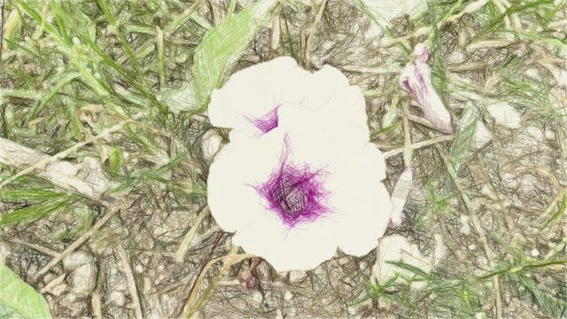 art drawing color of morning glory flower in nature garden