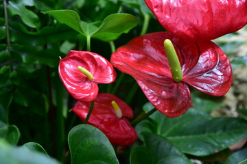 Red anthurium flower close up, flower red feces