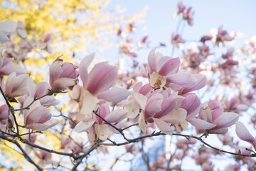 Beautiful Magnolia Flower on a sunny day