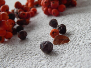 Rowan berries