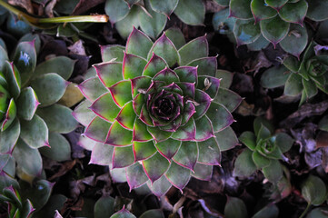 Beautiful stone rose seen from above