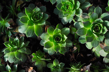 Beautiful stone rose seen from above