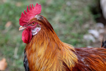 Detail of farm animal rooster, also known as a cockerel or cock.