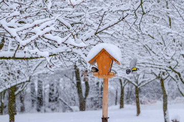 Birds (Titmouse) landing in the bird house, looking for food in a winter snowy day.