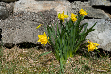 Daffodil, (Narcissus pseudonarcissus)