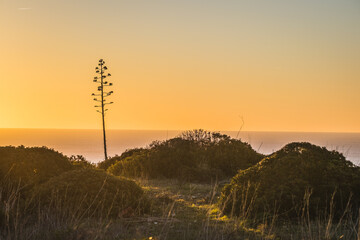 Fototapeta na wymiar Agave Americana Cactus Plant in morning sunrise.