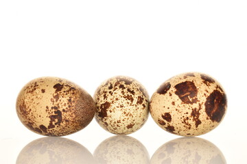 Obraz premium Several fresh quail eggs, close-up, isolated on white.