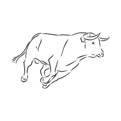 black and white linear paint draw bull vector illustration. bull vector sketch illustration