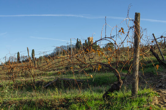 Piccola e antica pieve di campagna e vigne