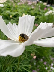 Obraz premium bee on a flower