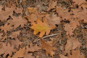 Fallen oak brown leaves and one yellow oak leaf. Dry oak leaves on the ground among the needles in the autumn pine forest. Fall. Close-up. Wallpaper.
