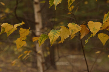 Birch branch with bright yellow leaves. Fall. Autumn forest. Close-up. Wallpaper.
