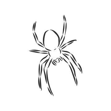 Hand Drawn Spider Illustration - Vector Design Element For Halloween And Other Compositions. spider vector sketch illustration