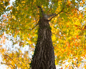 高尾山　紅葉　紅葉狩り　ハイキング