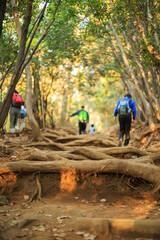 高尾山　紅葉　紅葉狩り　ハイキング