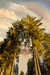 coniferous trees with view from below with a rainbow in the sky