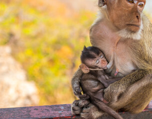 Care for the baby monkey