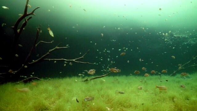 Cave diving underwater in clean and clear underground water of Yucatan Mexico cenotes.