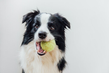 Funny portrait of cute puppy dog border collie holding toy ball in mouth isolated on white background. Purebred pet dog with tennis ball wants to playing with owner. Pet activity and animals concept.