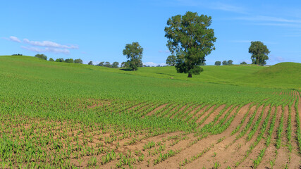 Fototapeta na wymiar Young corn plants growing in rows on rolling farmland