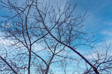Bottom view of the branches of winter trees against a blue sky with white clouds