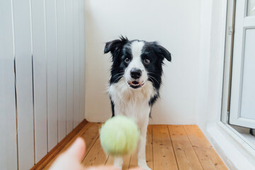 Funny portrait of cute smiling puppy dog border collie holding toy ball in mouth. New lovely member of family little dog at home playing with owner. Pet activity and games at home concept.