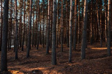 Dark pine forest in late autumn morning. Forest view. Selective focus.