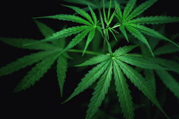 Fototapeta na wymiar Cannabis leaves of the plant Marijuana leaves are used in medicine.