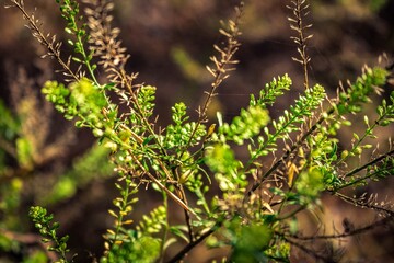 leaves in the forest