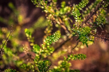 leaves in the forest