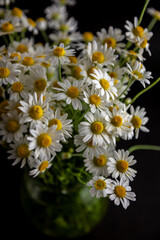 Bouquet of daisies in a vase on a black background. Field camomile. Beautiful card. Summer flowers. White flower. Place for text. Copy space