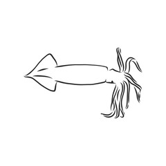 Squid. Vector isolated illustration. Ink. Hand drawn, squid vector sketch illustration