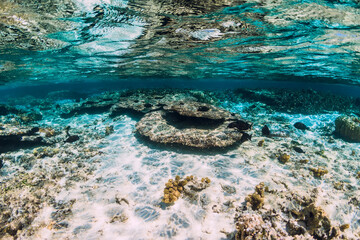 Underwater view with corals and fish in ocean