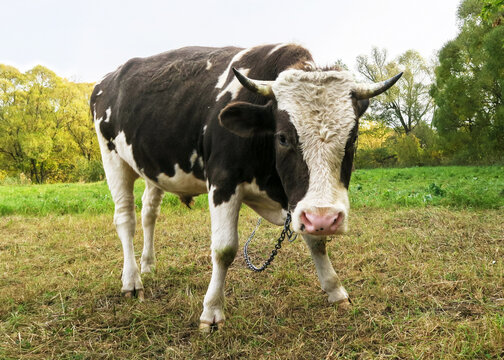 breeding bull on a green meadow. A shot of a spotted bull with a white head. Close-up of a cow in its natural habitat.