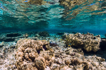 Underwater view with corals and fish in ocean