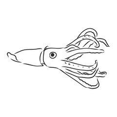 Squid. Vector isolated illustration. Ink. Hand drawn, squid vector sketch illustration