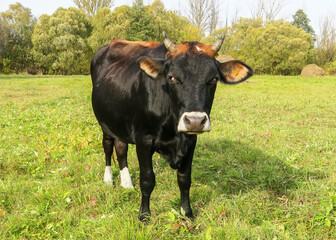 Black breeding bull on a green meadow. A shot of a spotted bull with a white head. Close-up of a cow in its natural habitat.